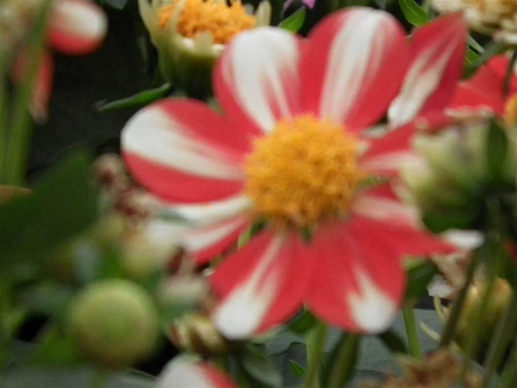 Floral marquee in the long water area 49